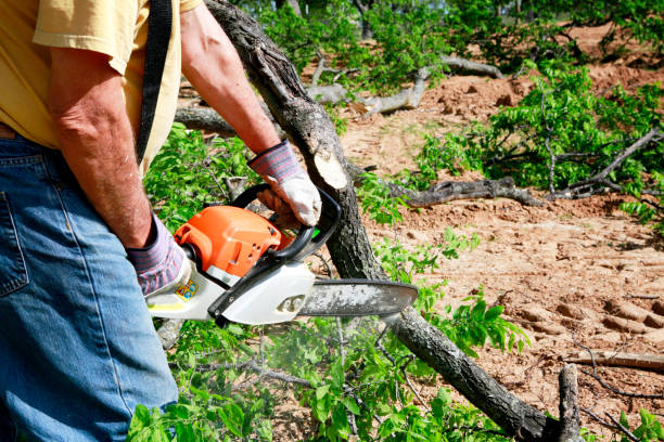 Professional Tree Service in Honeoye Falls, NY